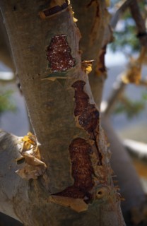 OMAN, Trees, Frankincense tree which produces aromatic gum resin used as incense.