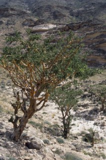 OMAN, Trees, Frankincense tree.