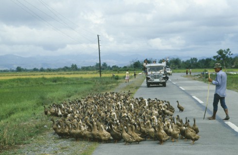 PHILIPPINES, Luzon Island, Agriculture, Peasant farmer herding flock of ducks across road in key
