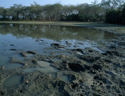 TANZANIA, Selous Game Reserve, Footprints in the mud from a passing elephant herd seen on a walking
