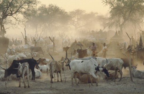 SUDAN, Agar, Dinka cattle camp.  Herd tethered to posts around thatched huts and tribespeople.