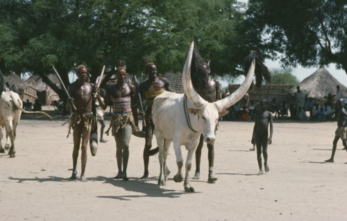 SUDAN, Dinka People, Customs and Rituals, Dinka Cattle festival or Fertility festival with group of