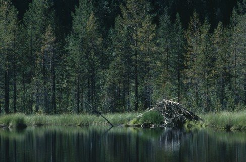 SWEDEN, Landscape, Lake beside trees with beaver lodge.