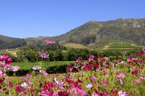 SOUTH AFRICA, Western Cape, Cape Town, Wine Area landscape with pink flowers in the foreground