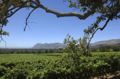 SOUTH AFRICA, Western Cape, Cape Town, Wine Area landscape with tree branches in the foreground