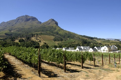 SOUTH AFRICA, Western Cape, Cape Town, Winery and vineyards in mountainous landscape
