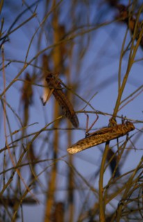 MALI, Sahara Desert, Locusts, Swarm of locusts.