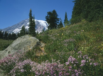 USA, Washington State, Mount Rainer National Park, Paradise. Cascade Aster and Pasque flower