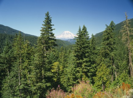 USA, Washington State, Mount Rainer National Park, Mount Rainer seen through trees from near White