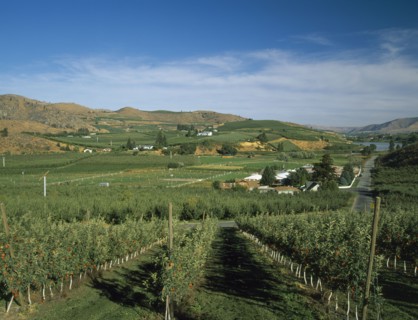 USA, Washington State, Chelan, Mason. View over fruit orchards towards Banjo Creek Farm and Dry