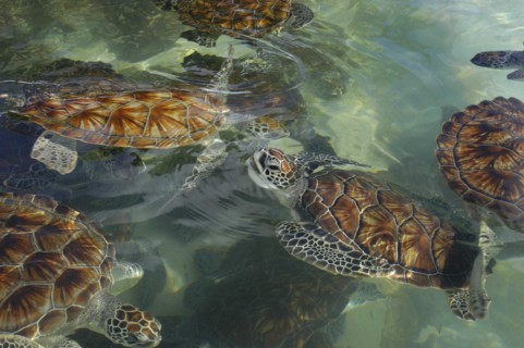 WEST INDIES, Cayman Islands, View looking down on group of turtles in the water in a turtle farm