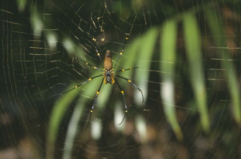 AUSTRALIA, Northern Territory, Lichfield Nat. Park, Golden Orb weaving spider on web.