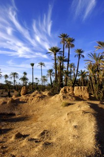 MOROCCO, Marrakech, Palm trees in a rocky landscape with wispy white clouds in a blue sky above