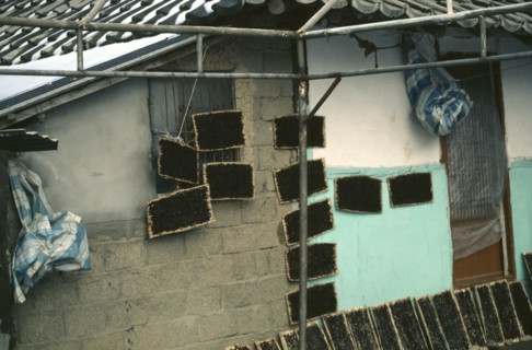 SOUTH KOREA, Food and Drink, Seaweed drying to wafer form to be used as a snack and in soups and