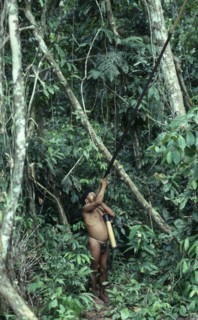 ECUADOR, Amazon, People, Waorani man hunting with blow pipe