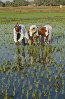 BURKINA FASO, Bobo Dioulassou, Three women working together in paddy field.