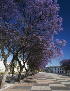 SPAIN, Andalucia, Cadiz, Jerez de la Frontera. Alcazar promenade with line of Jacaranda tress in