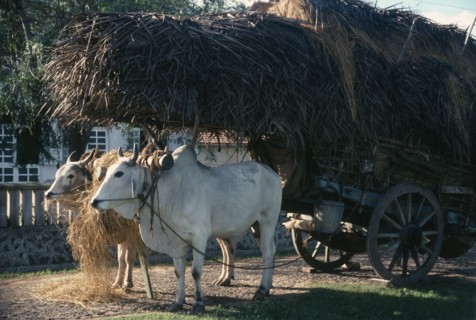 SRI LANKA, Transport, Ox cart loaded with straw