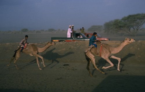 OMAN, Sport, Camel racing at Al Suwayk