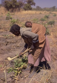 ZAMBIA, Angata District, Woman working in a field with a baby asleep in a papoose on her back