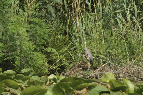 ROMANIA, Tulcea, Danube Delta Biosphere Reserve, "Purple Haron, a wading bird of the family