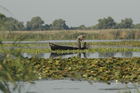 ROMANIA, Tulcea, Danube Delta Biosphere Reserve, Professional fisherman in canoe on Lake Isac