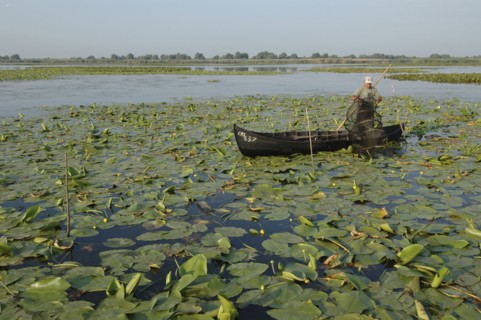 ROMANIA, Tulcea, Danube Delta Biosphere Reserve, Professional fisherman in canoe on Lake Isac
