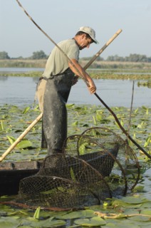 ROMANIA, Tulcea, Danube Delta Biosphere Reserve, Professional fisherman in canoe on Lake Isac