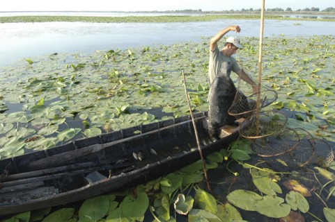 ROMANIA, Tulcea, Danube Delta Biosphere Reserve, Professional fisherman in canoe on Lake Isac