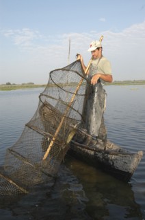 ROMANIA, Tulcea, Danube Delta Biosphere Reserve, Professional fisherman in canoe on Lake Isac