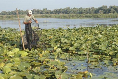 ROMANIA, Tulcea, Danube Delta Biosphere Reserve, Professional fisherman in canoe on Lake Isac