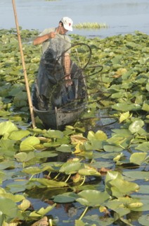 ROMANIA, Tulcea, Danube Delta Biosphere Reserve, Professional fisherman in canoe on Lake Isac