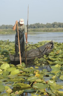 ROMANIA, Tulcea, Danube Delta Biosphere Reserve, Professional fisherman in canoe on Lake Isac