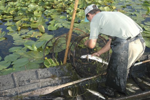 ROMANIA, Tulcea, Danube Delta Biosphere Reserve, Professional fisherman in canoe on Lake Isac