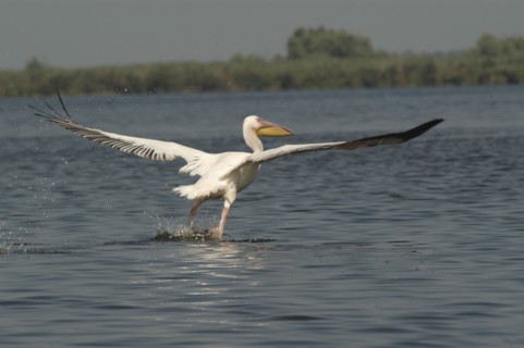 ROMANIA, Tulcea, Danube Delta Biosphere Reserve, Pelican taking off and flying low over lake