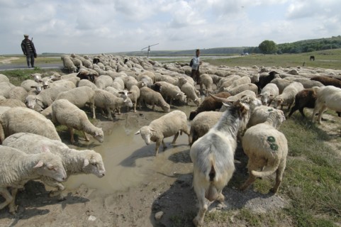 ROMANIA, Northern Dobtuja, Harsova, Herd of sheep drinking from water filled mud pool