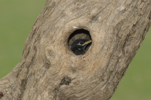 ROMANIA, Tulcea, Danube Delta, Bird nesting in tree trunk hole