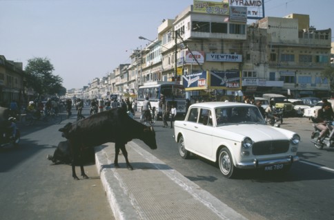 INDIA, Uttar Pradesh, Delhi, Cows crossing the road in traffic