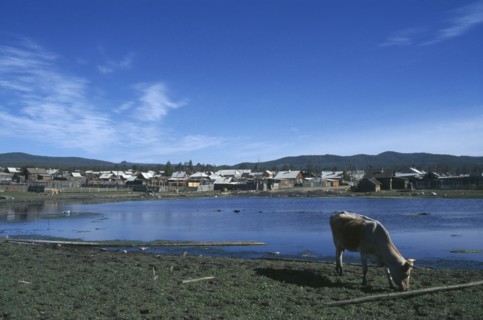 RUSSIA, Siberia, Lake Baikal, Khuzir village on lake shore with cow grazing in the foreground.