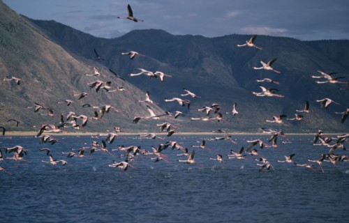 KENYA, Lake Bogoria, Mass of Flamingoes in flight over the water