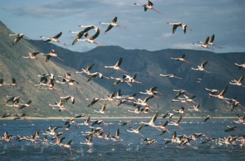 KENYA, Lake Bogoria, Mass of Flamingoes in flight over the water