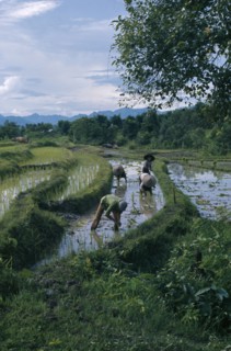 LAOS, Farming, People working in paddy fields.