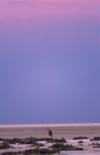 ANIMALS, Oryx, Gemsbok-pan point ( Oryx Gazella ) standing in the empty desert landscape in pink