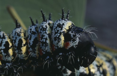 NATURAL HISTORY, Worms, Mopane worms ( Imbrasia belina ).