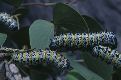NATURAL HISTORY, Worms, Mopane worms ( Imbrasia belina ) crawling over leaves.
