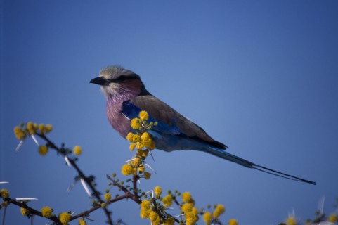 BIRDS, Perched, Small, Single Lilac breasted Roller ( Coracias caudata ) perched on a branch.