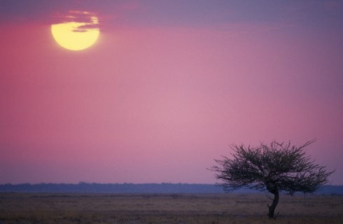 NAMIBIA, Landscape, Savannah sunrise with single tree in the foreground and sun rising in to a pink