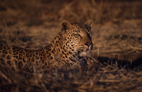 ANIMALS, Big Cats, Leopard, Leopard lying on the ground in Namibia.