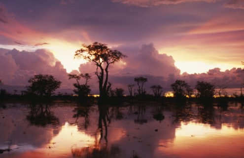 NAMIBIA, Etosha National Park, Ghost forest trees silhouetted against dramatic pink sky after