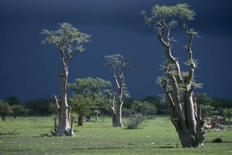 NAMIBIA, Etosha National Park, Ghost forest trees seen against dark stormy sky.